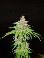 Waffle House Genetics Sourpuss - foto de Wafflehousegenetics