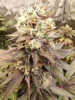 White Clouds Genetics Zombie Storm - foto de WhiteCloudsDan