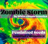 White Clouds Genetics Zombie Storm - foto de WhiteCloudsDan