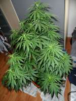 Imagen de William (Afghan Kush)