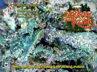 Imagen de Justin108 (Afghan Kush)