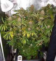 Imagen de Majestic (Master Kush)