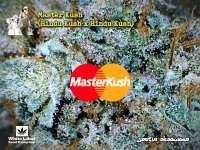 White Label Master Kush - foto de Justin108