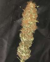 Imagen de Budfit (Master Kush)