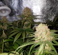 Imagen de Majestic (Master Kush)