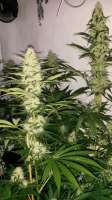 Imagen de SirSuperSkunk (Power Plant)