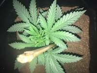 Imagen de Indica2me (Skunk Nr1)