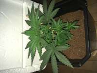 Imagen de Indica2me (Skunk Nr1)