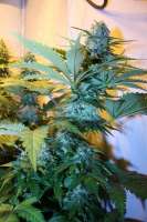 Imagen de freigras (Super Skunk)