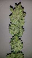 Imagen de SirSuperSkunk (Super Skunk Automatic)