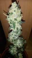 Imagen de SirSuperSkunk (Super Skunk Automatic)