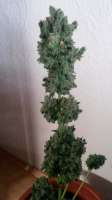 Imagen de SirSuperSkunk (Super Skunk Automatic)