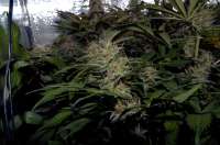 Imagen de Luffelz (White Diesel Haze Automatic)