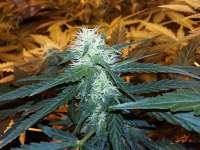 White Label White Diesel Haze Automatic - foto de FarmerWhiskers