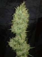 White Label White Label Jack Herer - foto de Kuolema