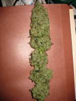 Imagen de someguy15 (Afgan Kush)