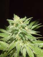 World of Seeds Bank Afgan Kush - foto de FragKush