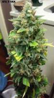 Imagen de admin (Afgan Kush x Skunk)