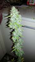 Imagen de admin (Afgan Kush x Skunk)