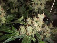 Imagen de souperman (Afgan Kush x White Widow)