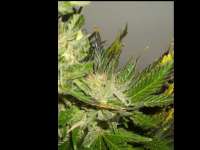 World of Seeds Bank Domina Star - foto de DoctorG