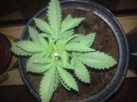 World of Seeds Bank Ketama Xaoen - foto de indica2me