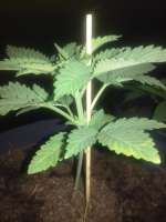 World of Seeds Bank Ketama Xaoen - foto de indica2me