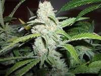 World of Seeds Bank Mazar x White Rhino - foto de BudTipps