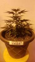 World of Seeds Bank Northen Light x Bigbud - foto de kehbe