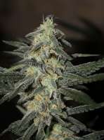 Imagen de BradyKincaid (Northen Light x Bigbud)