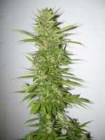 Imagen de DrRenntiger (Northen Light x Bigbud)