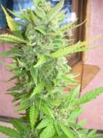 Imagen de DrRenntiger (Northen Light x Bigbud)