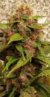 Xtreme Seeds Co. Blue Kush 99 Auto - foto de morgangreenthumb