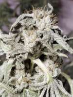 York Genetics Swackhammer - foto de yorkgenetics