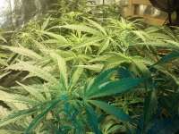 Zambeza Jack the Ripper Autoflowering - foto de FarmerWhiskers