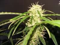 Imagen de FarmerWhiskers (Jack the Ripper Autoflowering)