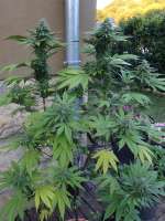 Zamnesia Girl Scout Cookies - foto de hemp47