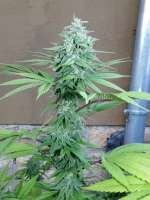 Imagen de hemp47 (Girl Scout Cookies)