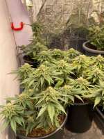 Zamnesia Girl Scout Cookies - foto de Growersforlife