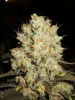 Zamnesia White Widow - foto de Majestic