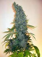 Zenseeds Blue Tops - foto de massa