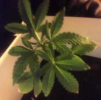 Zenseeds Blue Tops - foto de indica2me