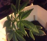 Zenseeds Blue Tops - foto de indica2me