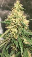 Zoolander Seeds Jimmy Haze - foto de Renagrace