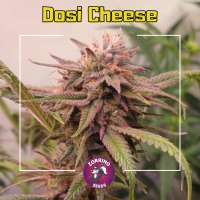 Zorrino Seeds Dosi Cheese - foto de zorro