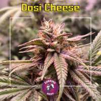 Zorrino Seeds Dosi Cheese - foto de zorro