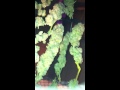 Candyland Strain Info Goo