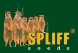 Logo Spliff Seeds