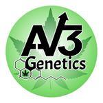 Logo AV3 Genetics