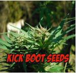 Logo Kick Boot Seeds